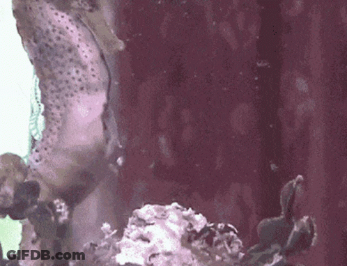 A Seahorse Is Swimming In A Tank Of Water Next To A Sponge . GIF