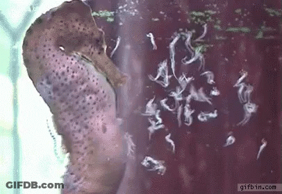 A Seahorse Is Swimming In A Tank Of Water With A Bunch Of Worms . GIF