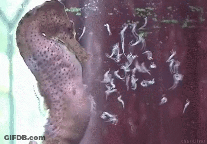 A Seahorse Is Swimming In A Tank Of Water With A Lot Of Bubbles Coming Out Of It . GIF