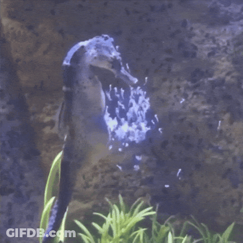 A Seahorse Is Swimming In A Tank With Bubbles Coming Out Of It 'S Mouth GIF
