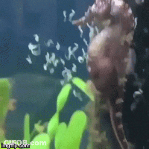 A Seahorse Is Swimming In A Tank With Bubbles Coming Out Of It 'S Mouth GIF