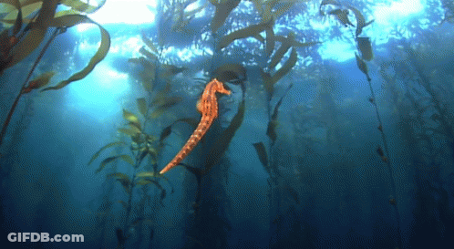 A Seahorse Is Swimming In The Ocean Surrounded By Plants GIF