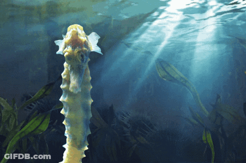 A Seahorse Is Swimming In The Water And Looking Up At The Sun GIF