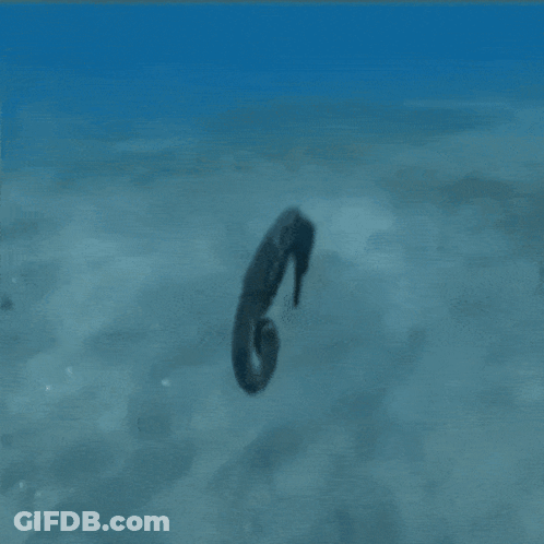 A Seahorse Swimming In The Ocean With The Letter G On Its Back GIF