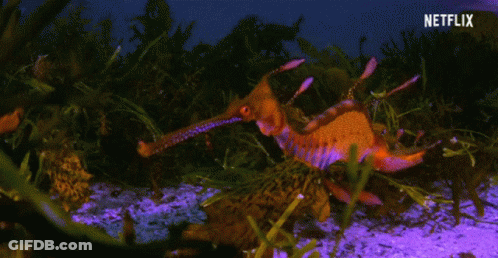 A Seahorse With A Long Beak Is Swimming In A Tank With Netflix Written On The Bottom GIF