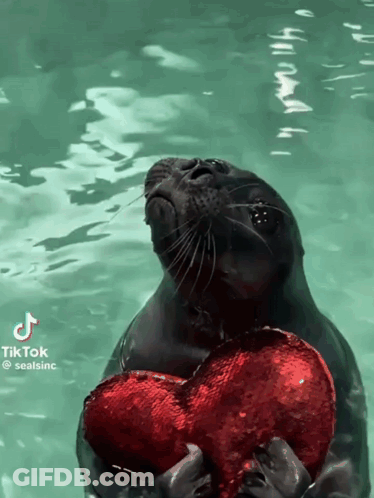 A Seal Holding A Red Heart In The Water With A Tiktok Watermark On It GIF