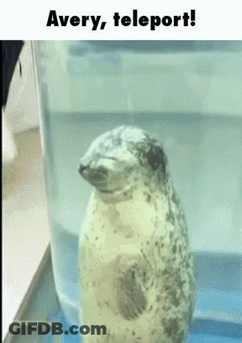 A Seal In A Glass Container With A Caption That Says Avery Teleport GIF