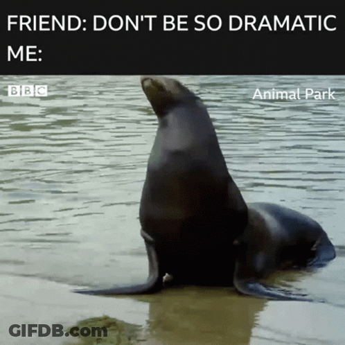 A Seal In The Water With The Caption Friend : Don 'T Be So Dramatic Me BBC Animal Park GIF