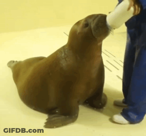 A Seal Is Being Fed From A Bottle By A Person In Blue Pants GIF