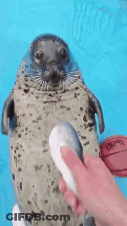 A Seal Is Being Petted By A Person With A Blue Background GIF