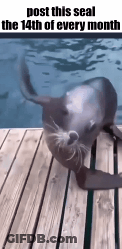 A Seal Is Crawling On A Wooden Dock In The Water . GIF