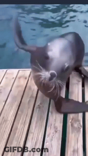 A Seal Is Crawling On A Wooden Dock In The Water . GIF