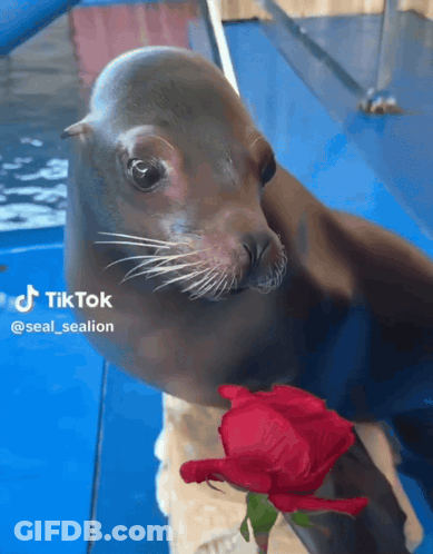 A Seal Is Holding A Red Rose In Its Mouth And A Tiktok Logo Can Be Seen In The Background GIF