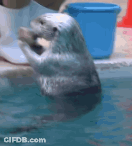 A Seal Is Jumping Out Of The Water While A Blue Bucket Is In The Background GIF
