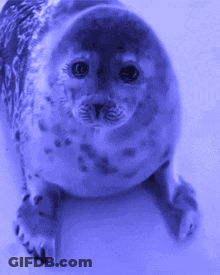 A Seal Is Laying Down And Looking At The Camera In A Blue Background GIF