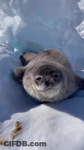 A Seal Is Laying Down In The Snow And Looking At The Camera GIF