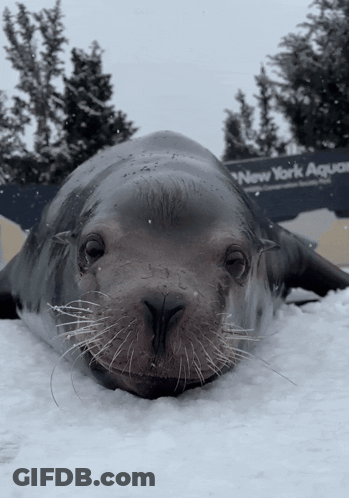 A Seal Is Laying In The Snow In Front Of A New York Aquatic Sign GIF