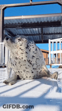 A Seal Is Laying In The Snow On A Deck GIF