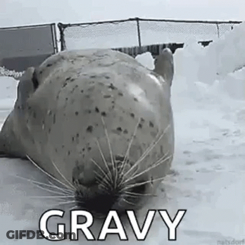 A Seal Is Laying In The Snow With Its Mouth Open And Says Gravy . GIF