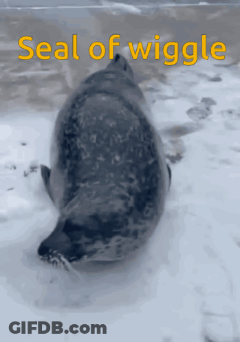 A Seal Is Laying In The Snow With The Words Seal Of Wiggle Below It GIF