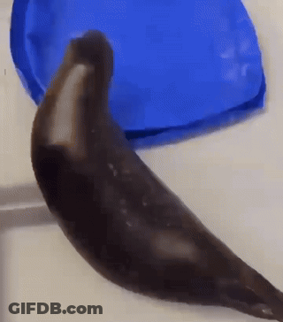 A Seal Is Laying On A Blue Plastic Container GIF