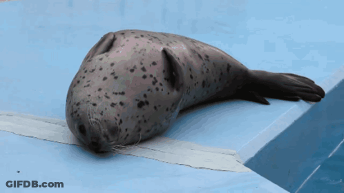 A Seal Is Laying On A Blue Surface In The Water GIF