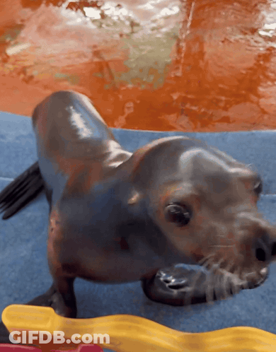 A Seal Is Laying On A Blue Surface Near A Pool GIF