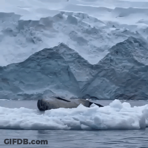 A Seal Is Laying On A Piece Of Ice In Front Of A Snowy Mountain . GIF