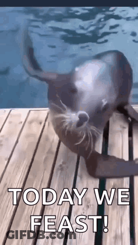 A Seal Is Laying On A Wooden Dock In The Water And Says `` Today We Feast ! '' GIF