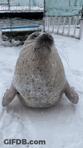 A Seal Is Laying On Its Back In The Snow Looking At The Camera GIF