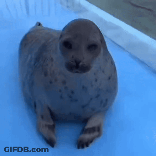 A Seal Is Laying On Its Back On A Blue Surface . GIF