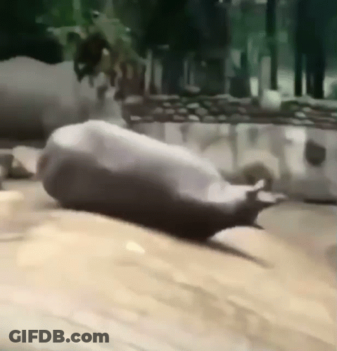 A Seal Is Laying On Its Back On A Sandy Beach . GIF