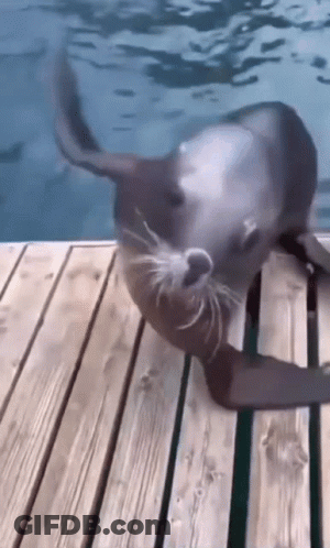 A Seal Is Laying On Its Back On A Wooden Dock . GIF