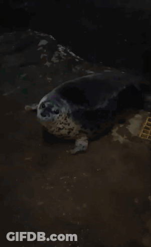 A Seal Is Laying On The Ground In A Dark Room GIF