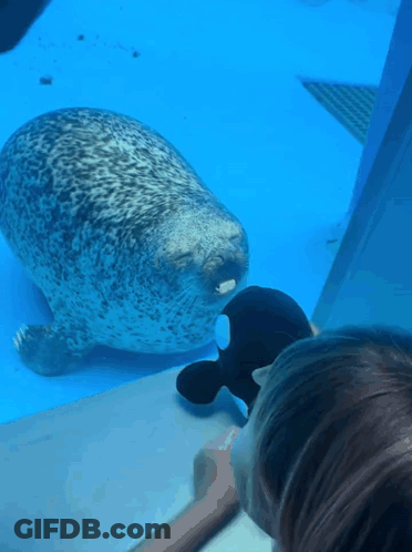A Seal Is Looking At A Stuffed Animal In A Tank GIF