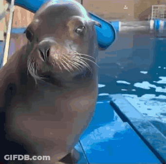 A Seal Is Looking At The Camera In A Pool With A Blue Slide In The Background GIF