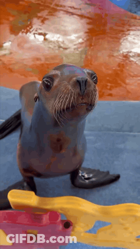 A Seal Is Looking At The Camera While Sitting On A Blue Surface GIF