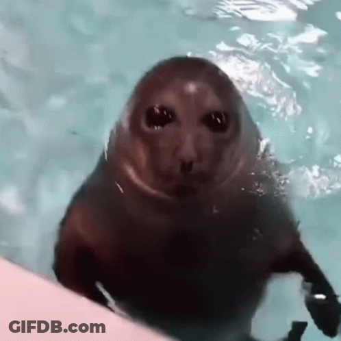 A Seal Is Looking At The Camera While Swimming In The Water . GIF