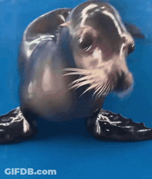 A Seal Is Looking At The Camera With A Blue Background GIF