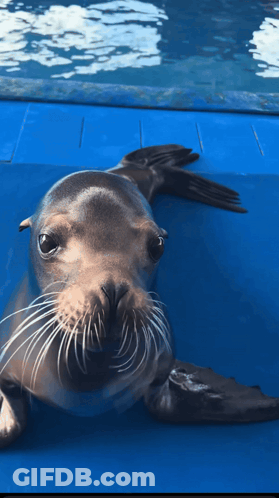 A Seal Is Looking At The Camera With A Blue Background GIF
