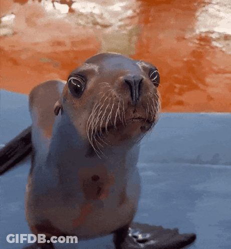 A Seal Is Looking At The Camera With A Red Background GIF