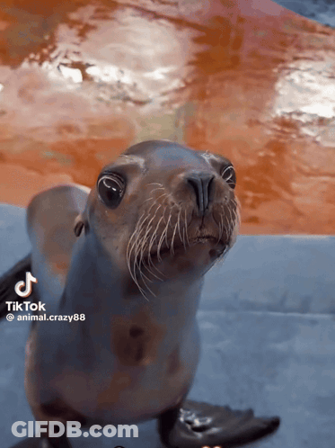 A Seal Is Looking At The Camera With A Tiktok Video Behind It GIF