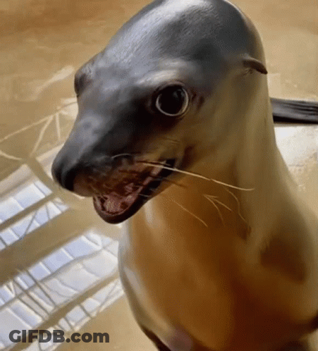 A Seal Is Looking At The Camera With Its Mouth Open . GIF