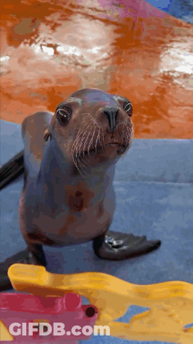 A Seal Is Looking Up At The Camera While Standing On A Blue Surface GIF