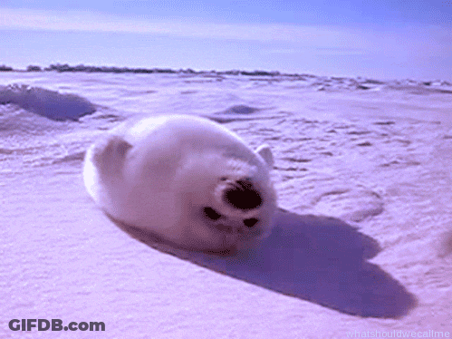A Seal Is Rolling Around In The Snow With The Caption " What Should We Call Me " Below It GIF