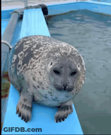A Seal Is Sitting On A Blue Ledge Next To A Body Of Water GIF
