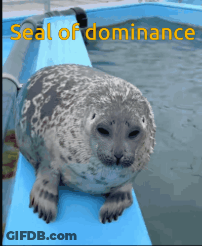 A Seal Is Sitting On A Blue Ledge With The Words Seal Of Dominance Written Above It GIF