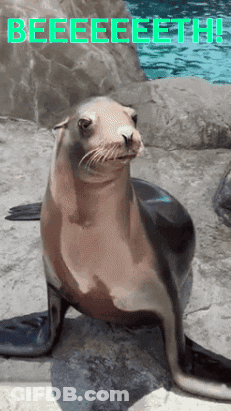 A Seal Is Sitting On A Rock With The Words Beeeeeeeth Written Above It GIF