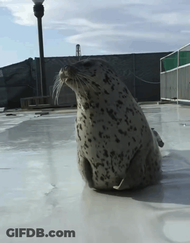 A Seal Is Sitting On A White Surface With A Fence In The Background GIF