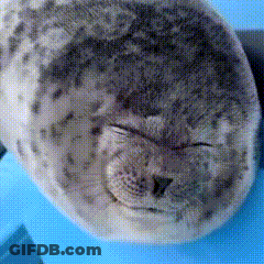A Seal Is Sleeping On A Blue Surface GIF